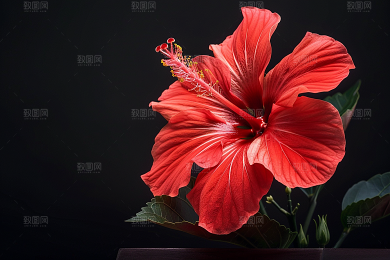 木槿花花卉木棉摄影图
