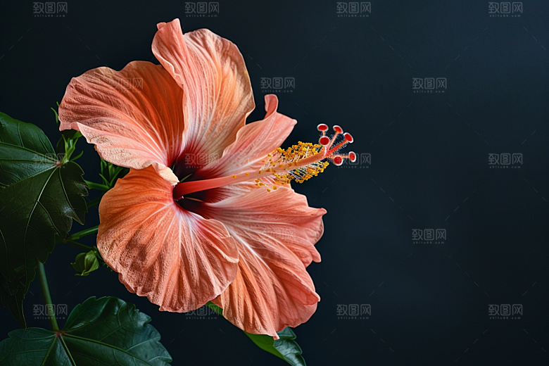 木槿花唯美自然摄影图