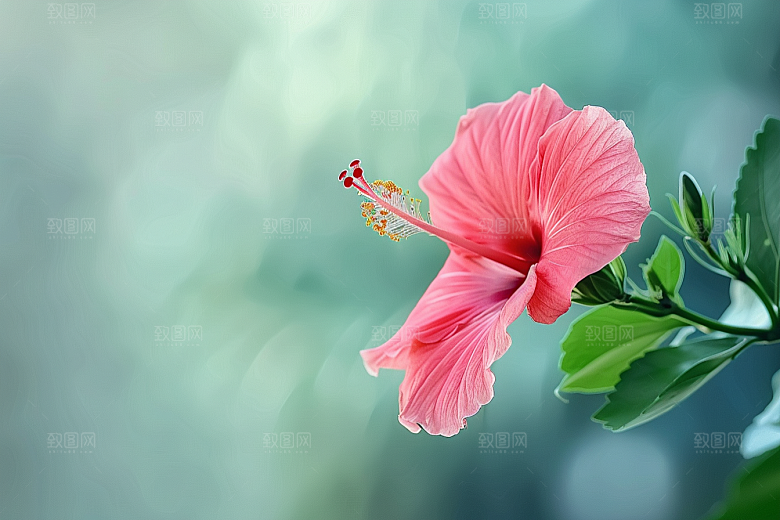 木槿花唯美夏季摄影图