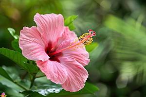 木槿花高清木棉摄影图