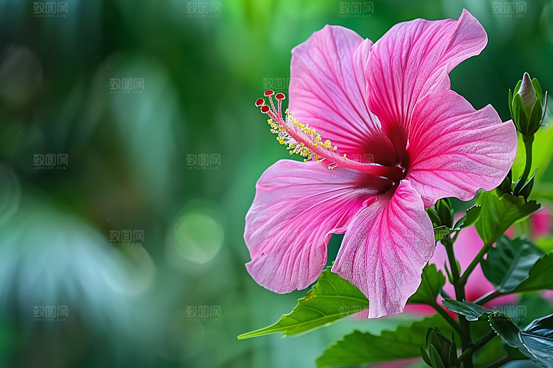 木槿花植物夏天摄影图