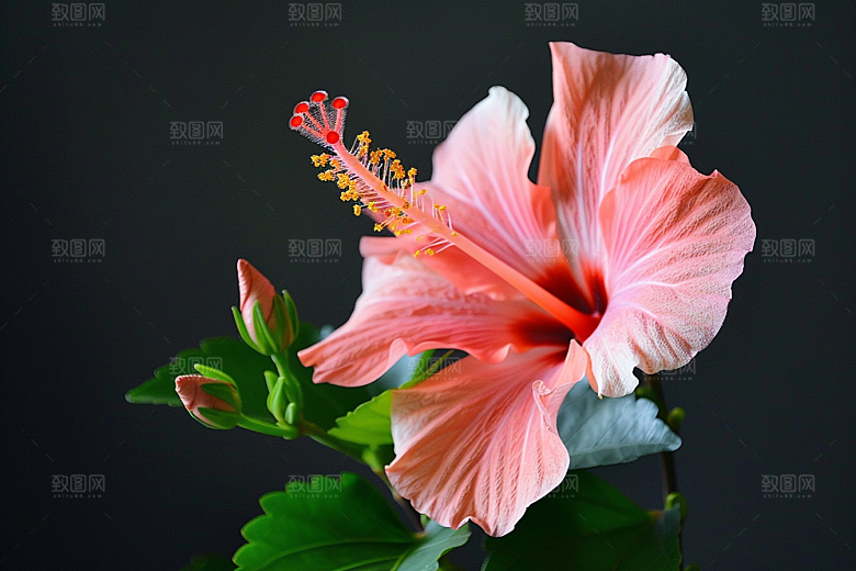 木槿花高清唯美摄影图