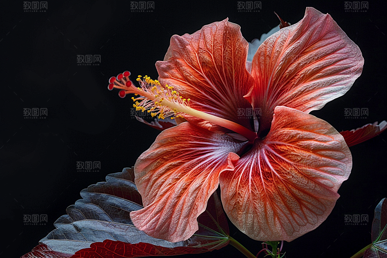 木槿花花朵自然摄影图
