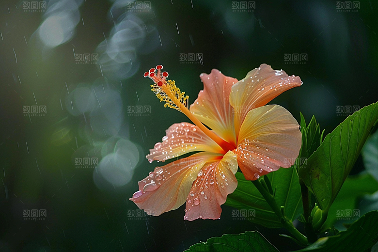 木槿花清新夏天摄影图