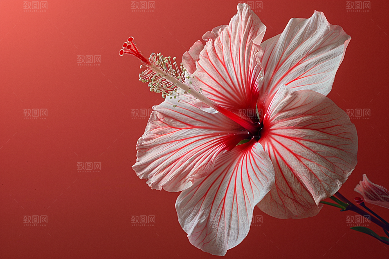 木槿花夏天植物摄影图
