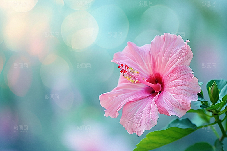 木槿花木棉花朵摄影图