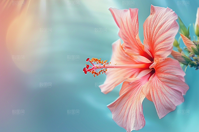 木槿花彩色花朵摄影图