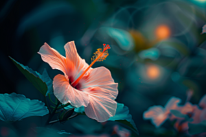 木槿花高清木棉摄影图