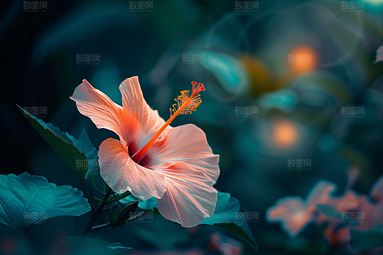 木槿花高清木棉摄影图
