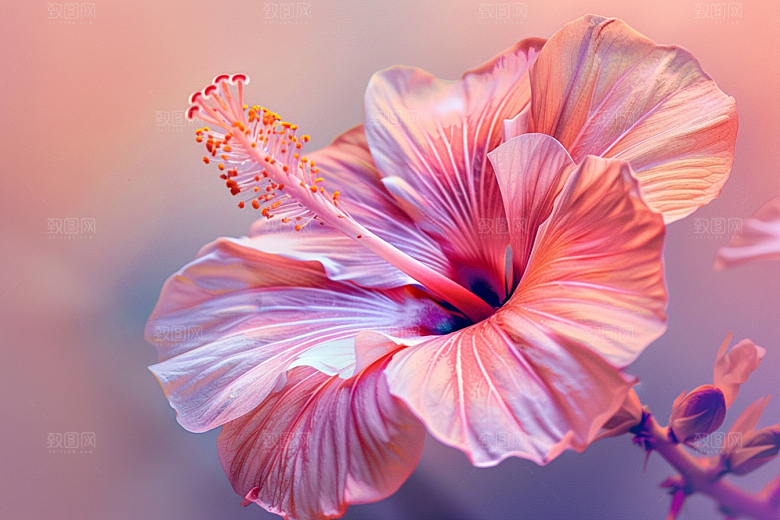 木槿花花朵夏季摄影图
