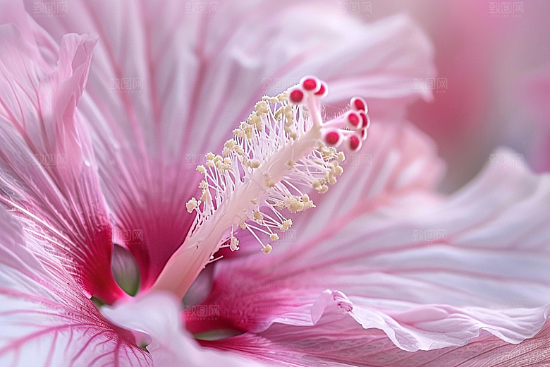 木槿花花朵植物摄影图