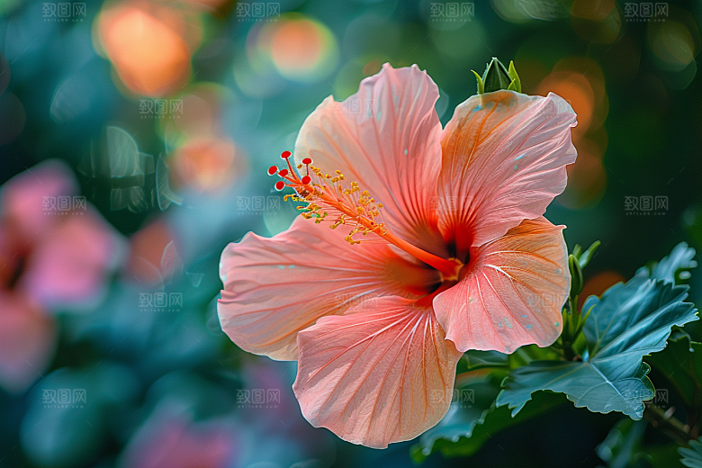 木槿花高清唯美摄影图
