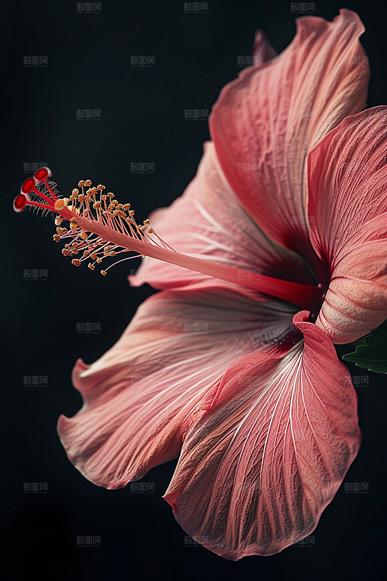 木槿花植物花朵摄影图