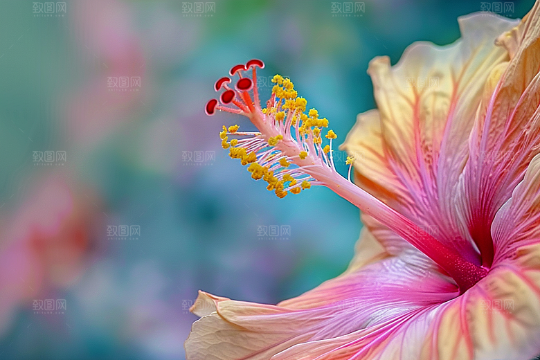 木槿花夏季唯美摄影图