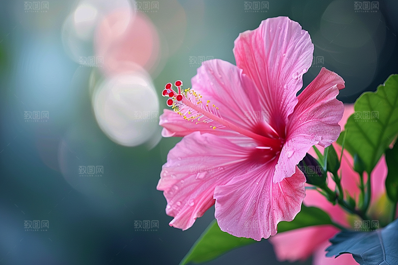 木槿花夏天唯美摄影图