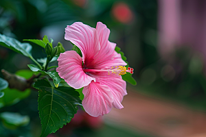 木槿花高清自然摄影图