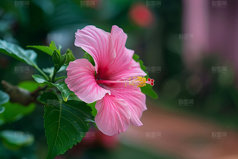 木槿花高清自然摄影图