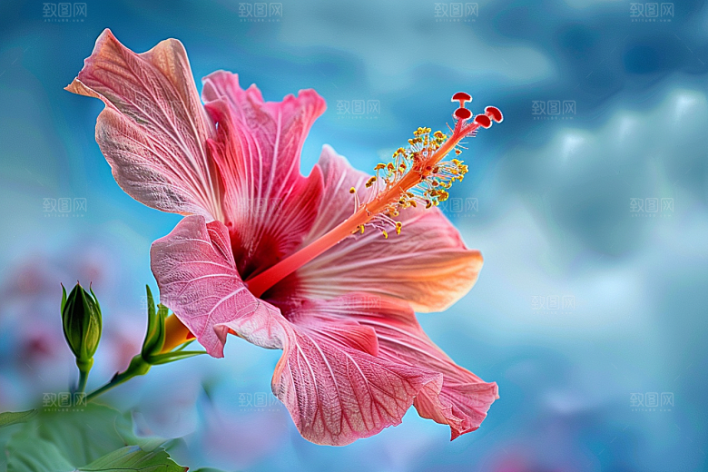 木槿花花卉自然摄影图