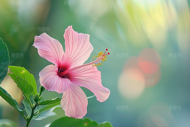 木槿花彩色清新摄影图