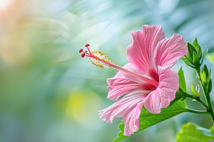 木槿花高清花朵摄影图