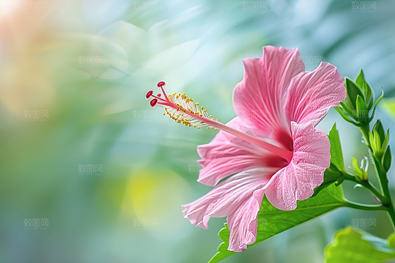木槿花高清花朵摄影图