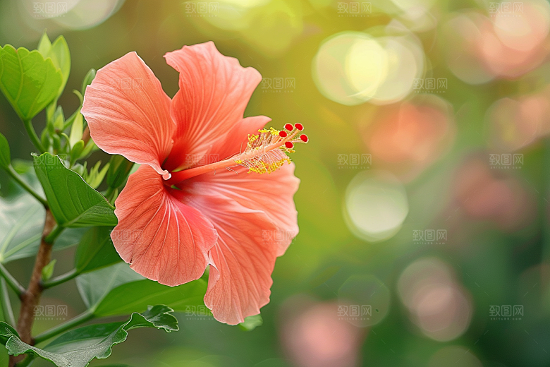 木槿花木棉花卉摄影图