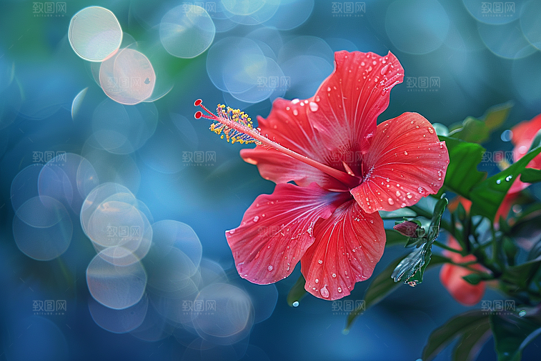 木槿花自然花朵摄影图