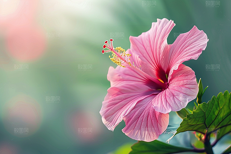木槿花高清木棉摄影图