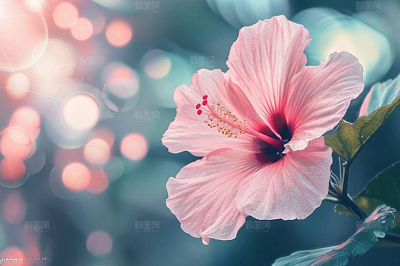 木槿花夏季唯美摄影图