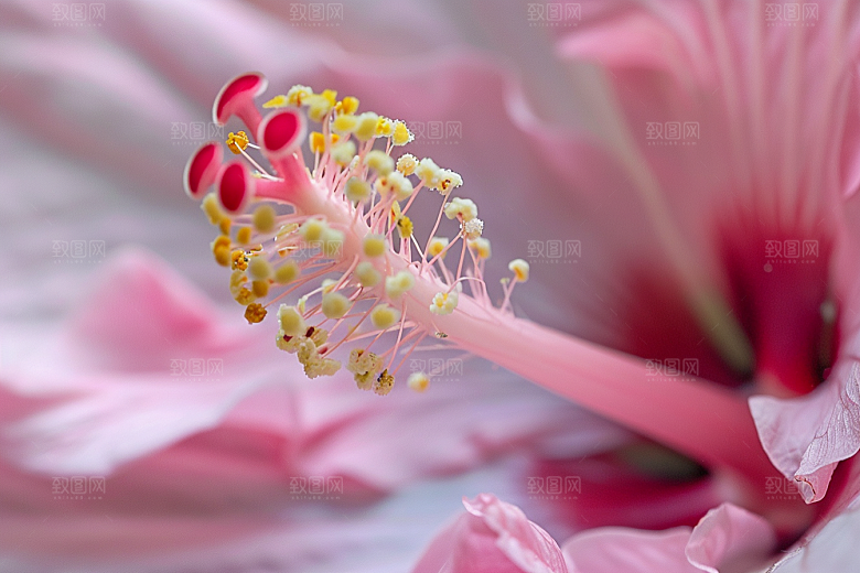 木槿花花卉夏天摄影图