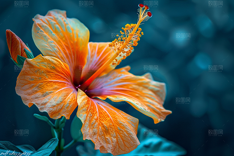 木槿花高清自然摄影图