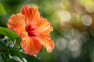 木槿花高清夏天摄影图