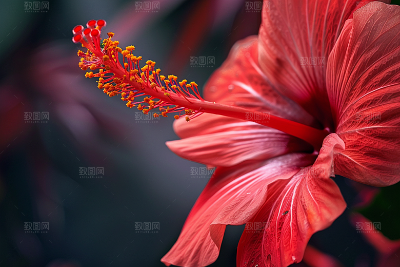 木槿花夏季夏天摄影图