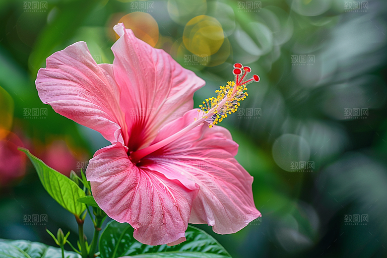 木槿花彩色夏季摄影图