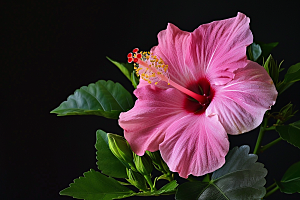 木槿花花朵植物摄影图