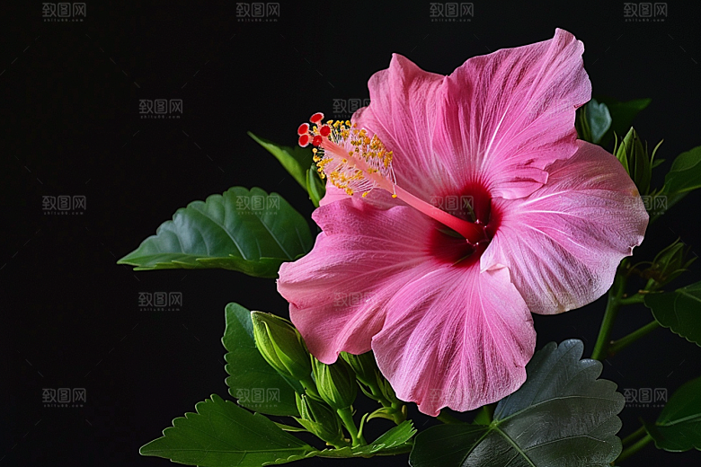 木槿花花朵植物摄影图