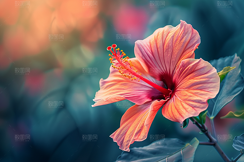 木槿花彩色木棉摄影图