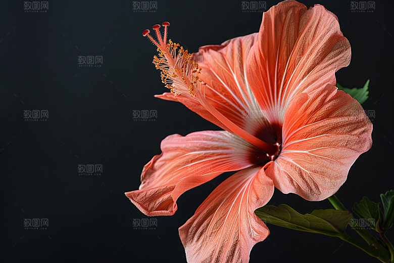 木槿花夏天木棉摄影图
