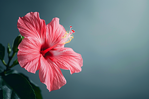 木槿花清新高清摄影图