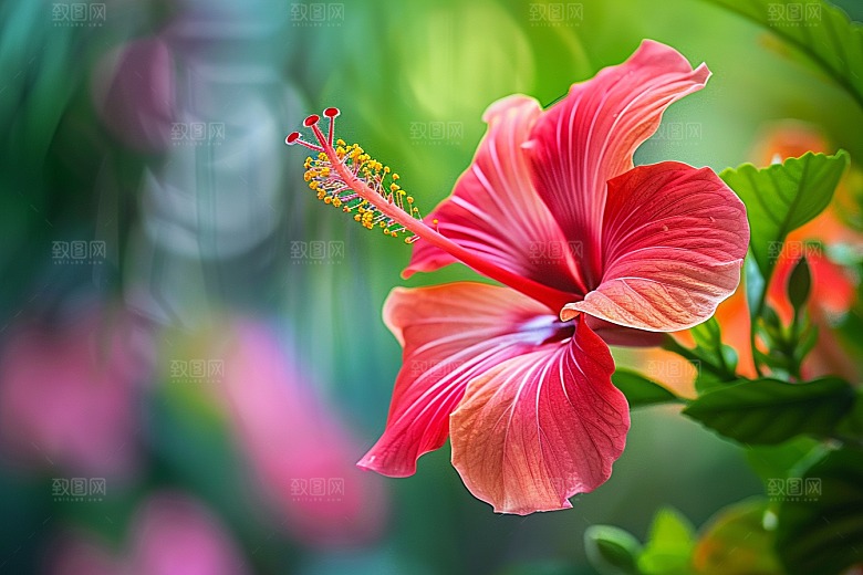 木槿花植物夏季摄影图