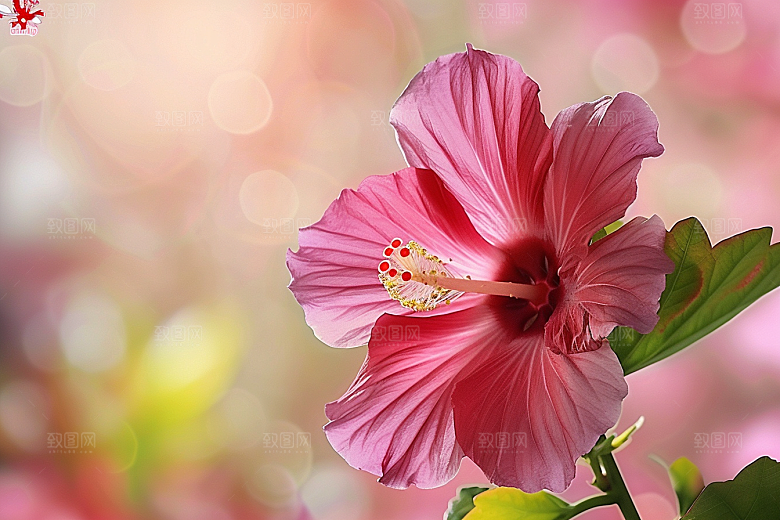 木槿花花朵自然摄影图
