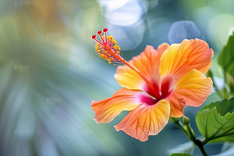 木槿花植物夏天摄影图