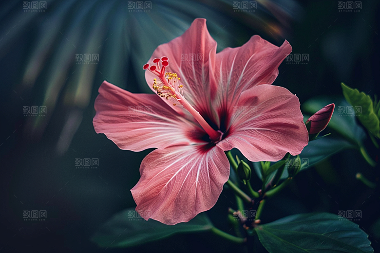 木槿花唯美高清摄影图
