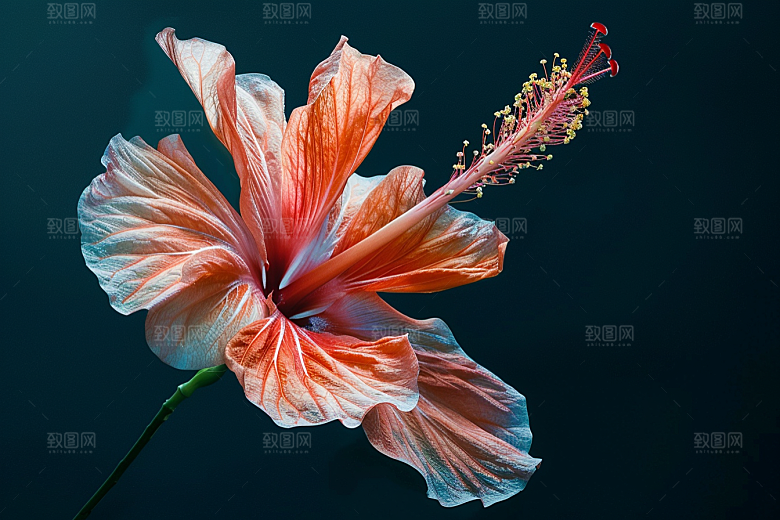 木槿花花卉自然摄影图
