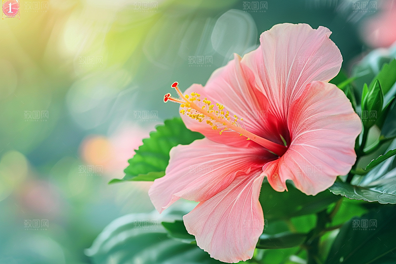 木槿花夏季高清摄影图
