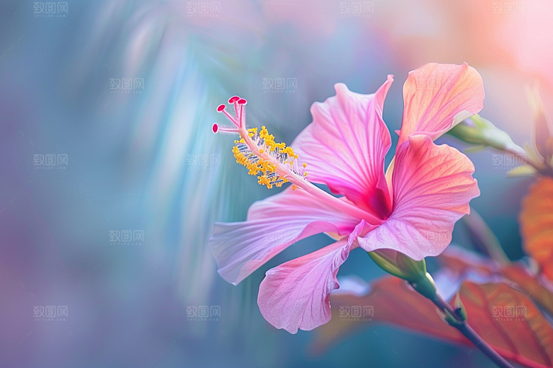 木槿花夏天彩色摄影图