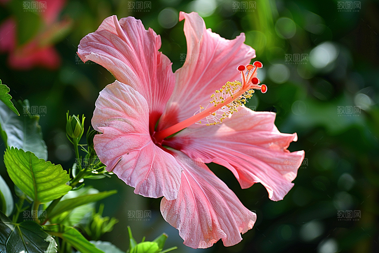 木槿花花卉彩色摄影图