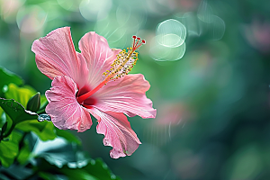 木槿花清新花卉摄影图