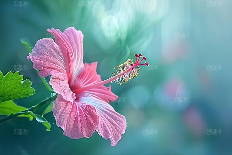 木槿花夏天自然摄影图