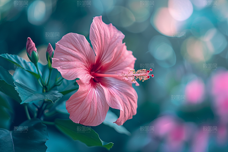 木槿花花朵夏季摄影图